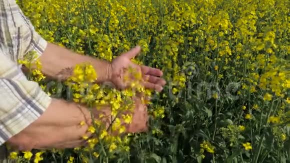 一个农民检查它开花和成熟的收获油菜在田间视频的预览图