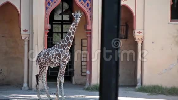 动物园的长颈鹿视频的预览图