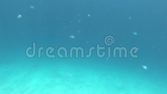 博内尔岛上的珊瑚和鱼视频的预览图