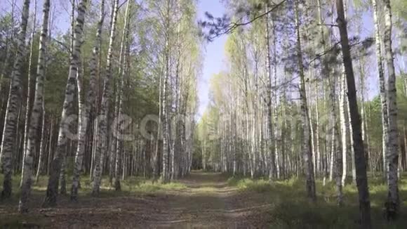 猎人旅行者或大型野生动物在森林中沿着道路行走第一人称景观秋天的路在桦树林里视频的预览图