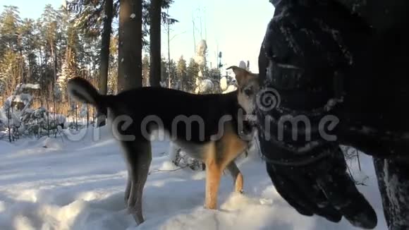 一个男孩和一只狗在冬天的雪地公园花园玩新年圣诞节的时候视频的预览图