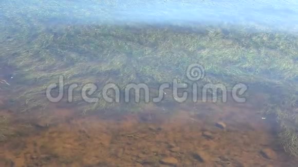 沙湖底部覆盖着海藻视频的预览图