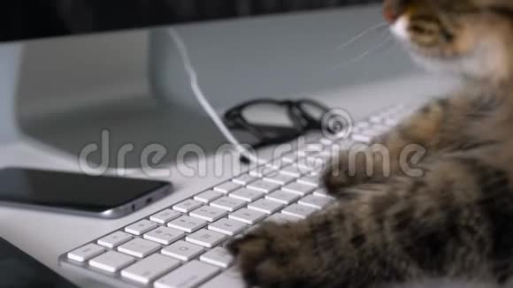 可爱的猫正在电脑键盘上输入文字视频的预览图