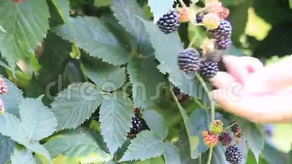 黑莓维生素花园视频的预览图
