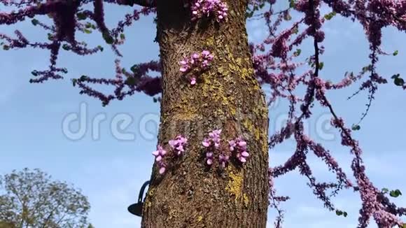 犹大树爱情树紫荆树春天盛开视频的预览图