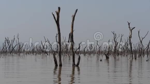 巴林戈湖景观展示了死亡树木的水域崛起肯尼亚视频的预览图