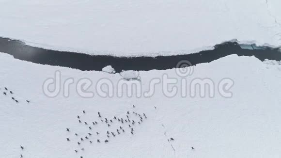 珍图企鹅漫步雪地空中俯视图视频的预览图