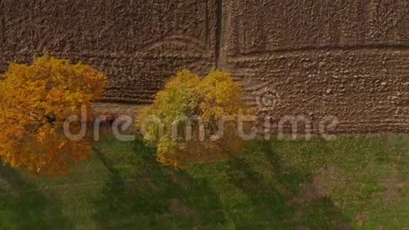 绿篱中的鸟瞰树木生机勃勃的秋叶视频的预览图
