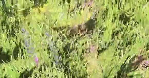 蝴蝶在风中飞过彩色的花草自然的风景视频的预览图