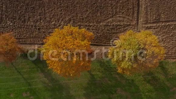 绿篱中的鸟瞰树木生机勃勃的秋叶视频的预览图