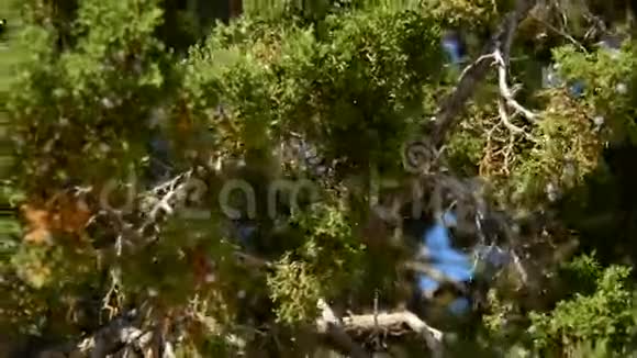 莫哈韦沙漠松树视频的预览图