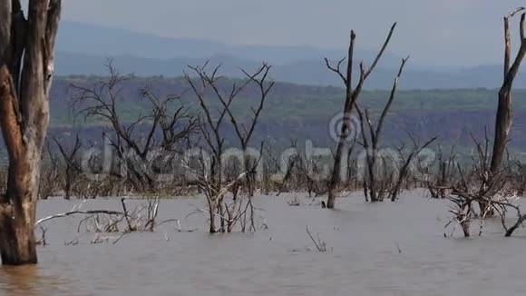巴林戈湖的景观显示了肯尼亚有枯树的上升视频的预览图