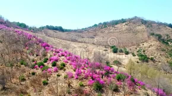 中国吉林省延边州延吉市小黑隆村美丽的金大莱花视频的预览图