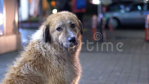 无家可归的狗在城市街道的夜晚在过往的汽车和人们的背景下栖息视频的预览图