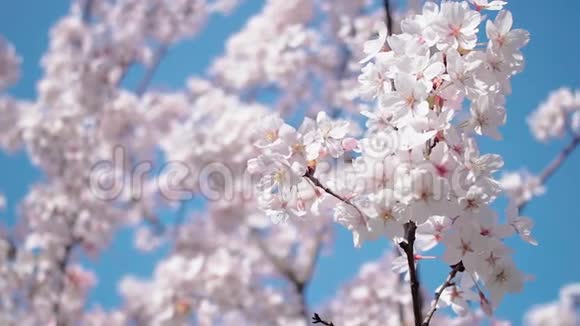 春天美丽的樱花视频的预览图