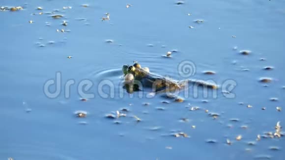 青蛙在池塘的水面上呼吸时有乞求的脸颊视频的预览图