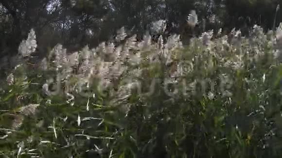 在法国东南部卡马尔格的斯卡曼德公园里的芦苇中视频的预览图