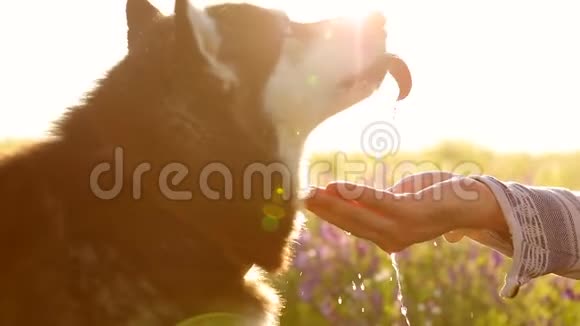 狗从主人手中喝水水倒在一条细流中注入掌心慢动作视频的预览图