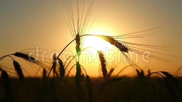 日落背景下田野里的小麦剪影栽培和收获金色的麦田摇曳视频的预览图