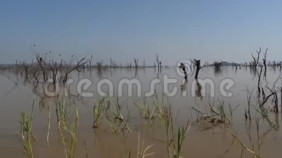巴林戈湖景观展示了枯树的水域崛起肯尼亚视频的预览图