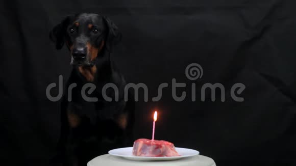 生日一个大黑杜宾一块带蜡烛的牛肉视频的预览图