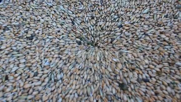 小麦磨成面粉视频的预览图