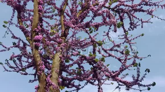 犹大树爱情树紫荆树春天盛开视频的预览图