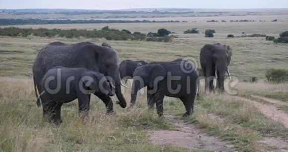 非洲象非洲象热带草原群肯尼亚马赛马拉公园实时视频的预览图