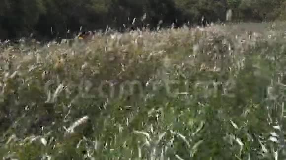 法国东南部卡马尔格的斯卡曼德尔公园里的芦苇中的风视频的预览图