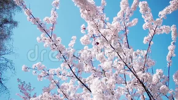 春天美丽的樱花视频的预览图