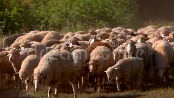 羊群慢吞吞地走着视频的预览图