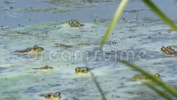 许多绿色的青蛙漂浮在水面上视频的预览图