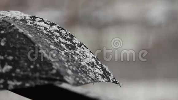 伞在雪下视频的预览图