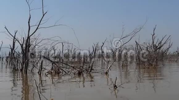 巴林戈湖景观展示了死亡树木的水域崛起肯尼亚视频的预览图