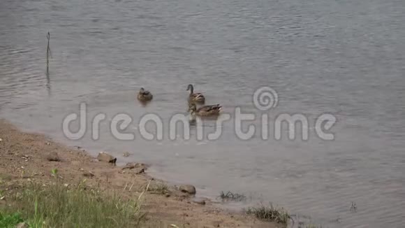 三只野鸭在河岸上觅食视频的预览图