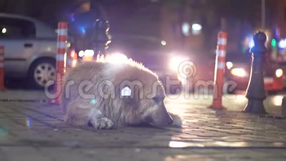 夜以继日流浪狗躺在城市街道上背景是过往的汽车和人们视频的预览图
