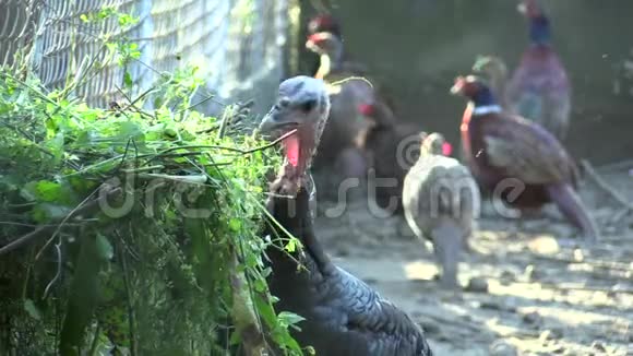 大规模饲养火鸡的笼型鸡定期喂食新鲜的草谷物和视频的预览图