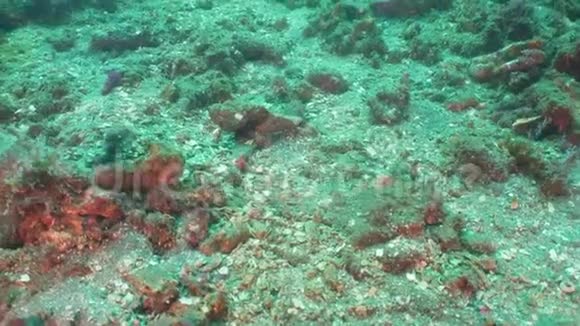 珊瑚礁上的蝎子鱼印度尼西亚巴厘视频的预览图
