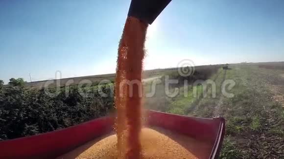 丰富的玉米产量视频的预览图