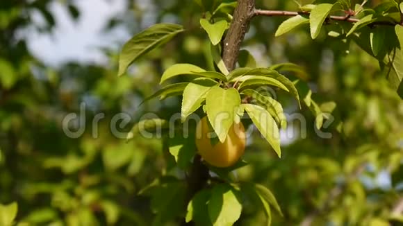 有水果的树枝树叶和阳光枝上黄梅视频的预览图