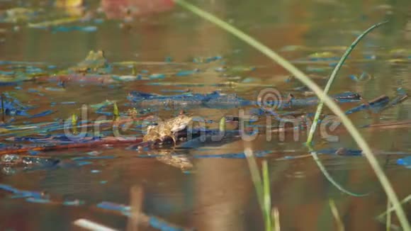牛蛙坐在沼泽里等待猎物生活方式中的绿蛙视频的预览图