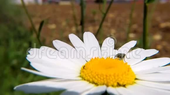 玛格丽特花与甲虫特写视频的预览图