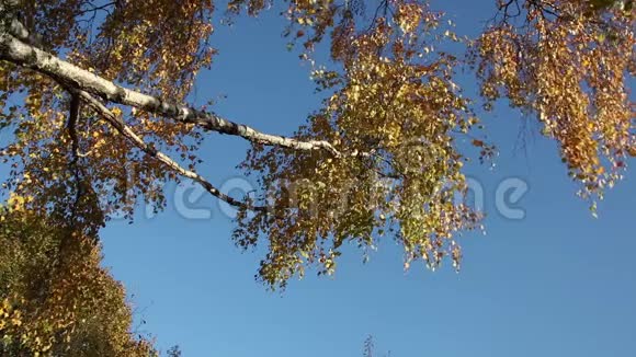 碧蓝的天空上的桦树枝视频的预览图