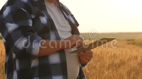站在麦田里拿着一片药片的高级农民小麦数字平板电脑男农学家视频的预览图