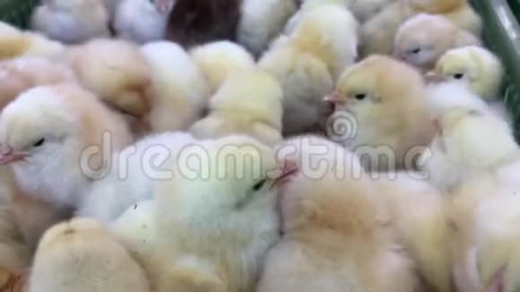 小彩鸡家禽农场的鸡视频的预览图