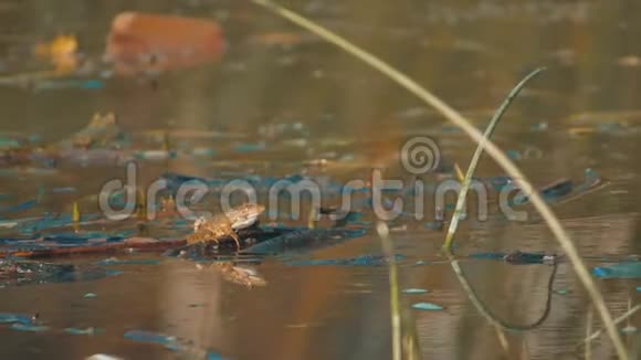 牛蛙坐在沼泽里等待猎物池塘里绿蛙的生活方式视频的预览图