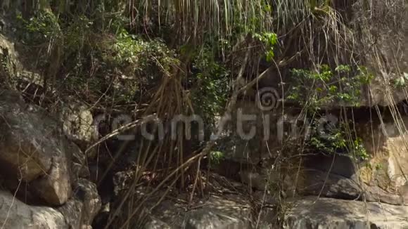 热带地区有大石头和大树的河谷的全景视频的预览图