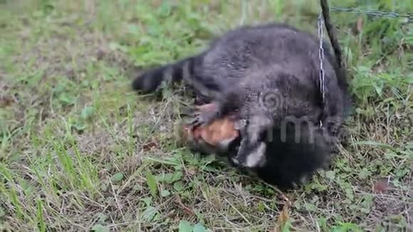 浣熊在草地上玩耍视频的预览图