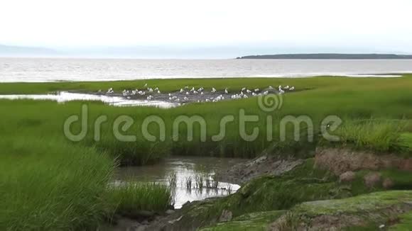 许多海鸥栖息在魁北克的圣劳伦斯河畔视频的预览图