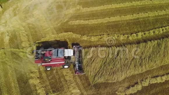 红色收割机收割粮食作物视频的预览图